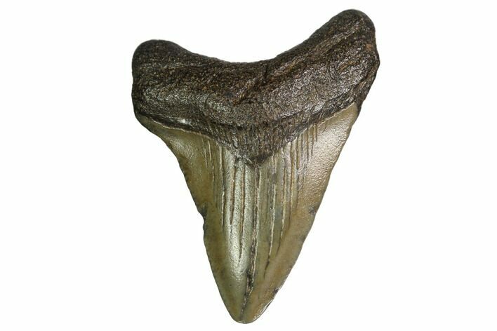 Juvenile Megalodon Tooth - Georgia #158785